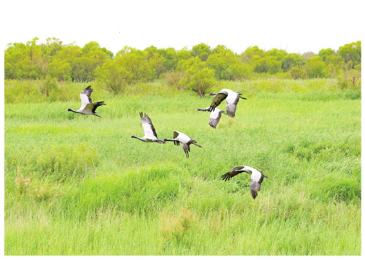 近年來，山東強化系統(tǒng)治理，打造沿黃生態(tài)廊道，生態(tài)環(huán)境質量顯著改善。圖為在東營黃河入?？跐竦?，蓑羽鶴凌空飛舞。□CFP供圖