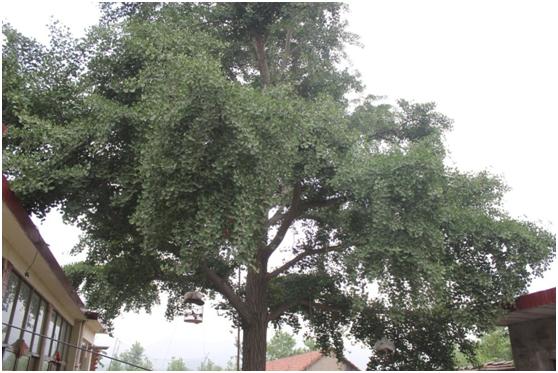 日照一級(jí)古樹(shù)名木：小村千年銀杏樹(shù)