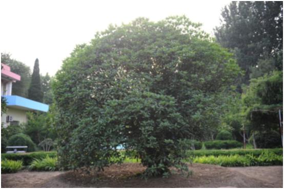 日照二級古樹名木：海曲公園桂花香飄千里