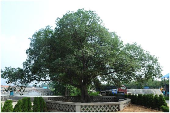 日照三級古樹名木：枝繁葉茂的小葉樸樹