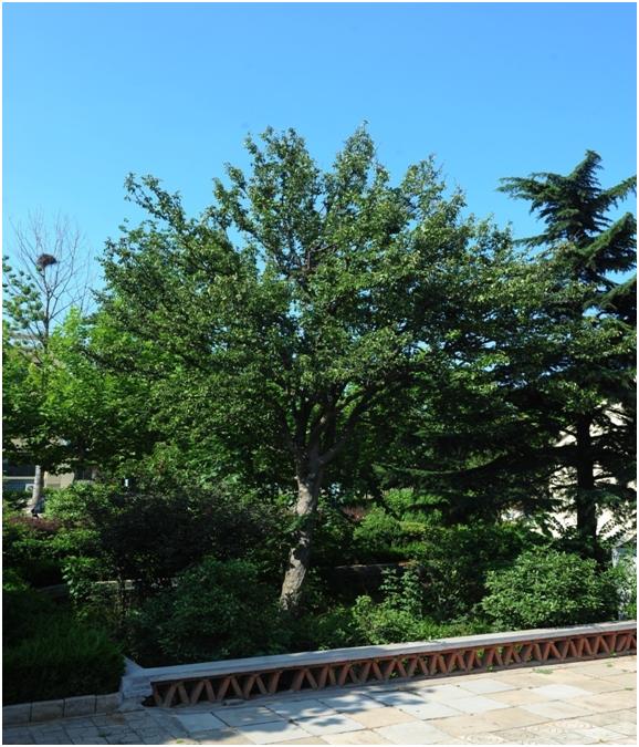 日照三級古樹名木：百年木瓜芳香四溢