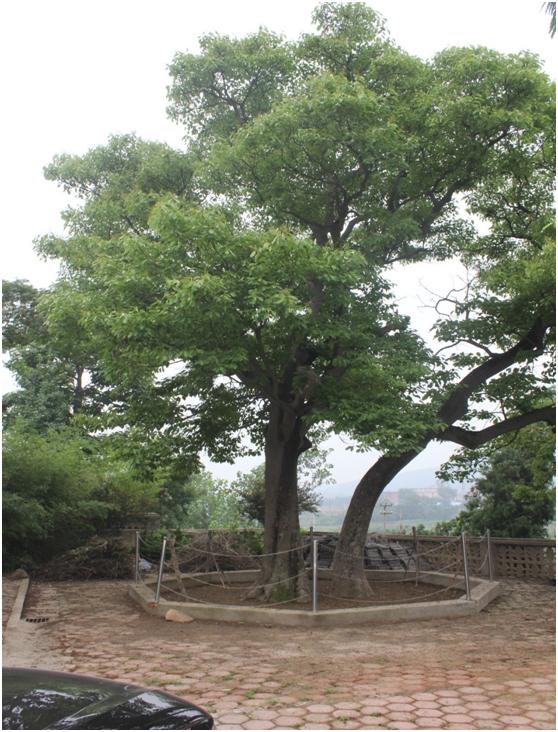 日照一級(jí)古樹(shù)名木：500年厚殼燕王賜名梭羅樹(shù)