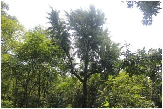 日照二級(jí)古樹(shù)名木：高大挺拔的銀杏樹(shù)