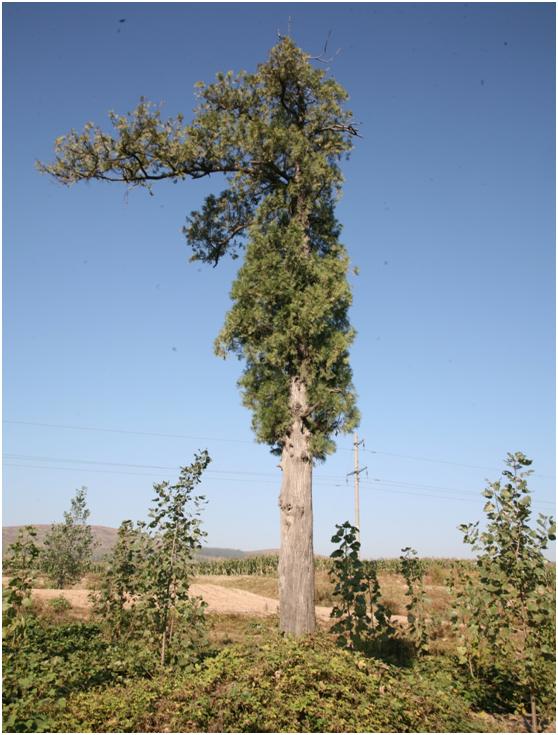 日照二級(jí)古樹(shù)名木：蒼翠挺拔的側(cè)柏樹(shù)