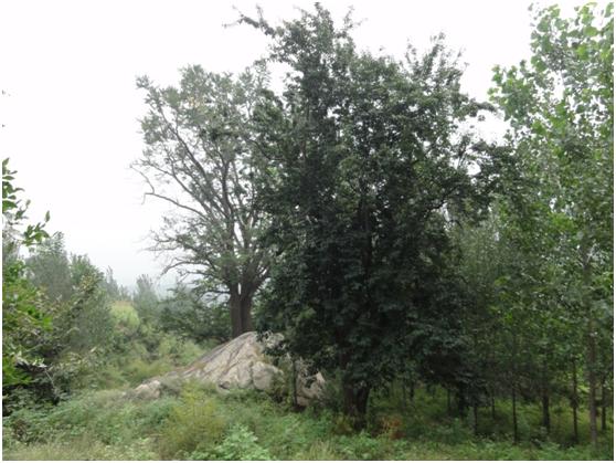 日照三級(jí)古樹(shù)名木：200年木瓜芳香四溢