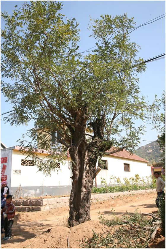 日照三級(jí)古樹(shù)名木：高大國(guó)槐枯木逢春