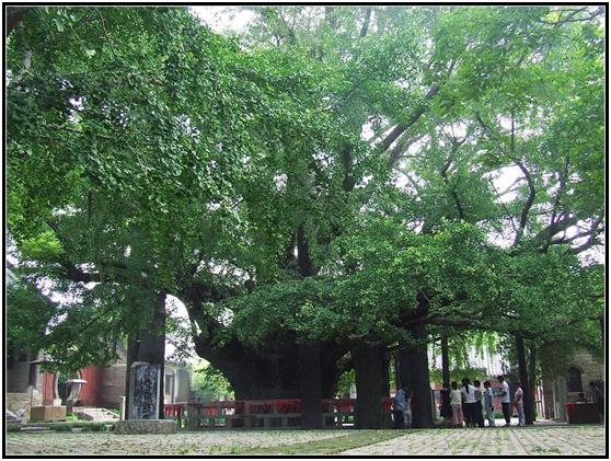 日照一級古樹名木：天下第一銀杏樹