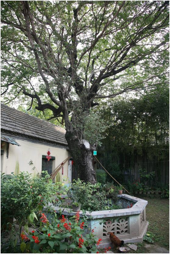 日照一級古樹名木：560年流蘇樹高大優美