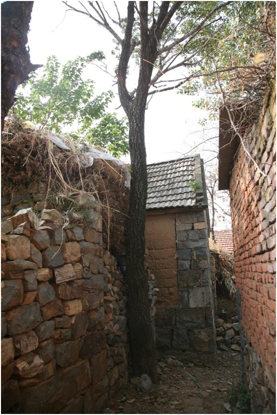 日照三級古樹名木：220年流蘇傲然挺立