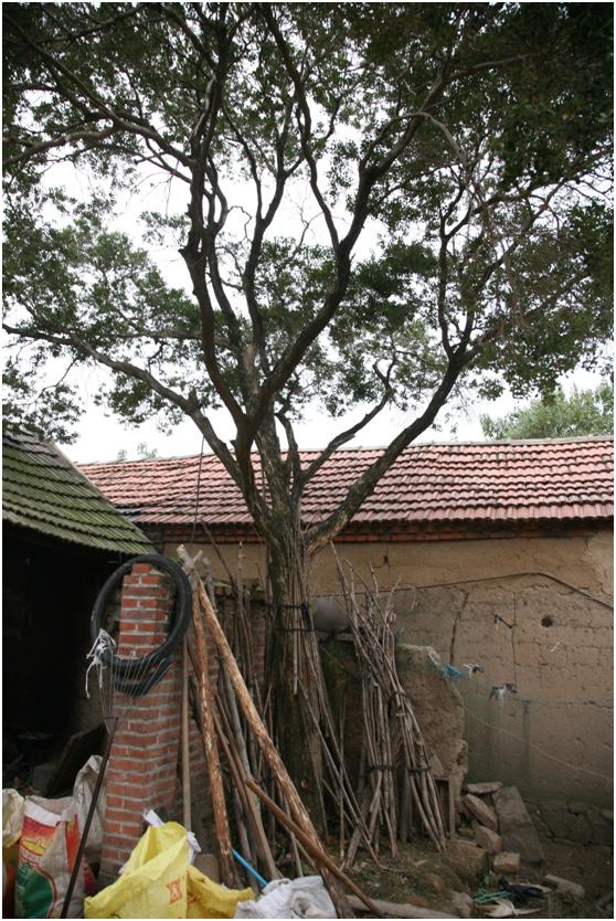 日照三級古樹名木：大葉黃楊耐寒力強