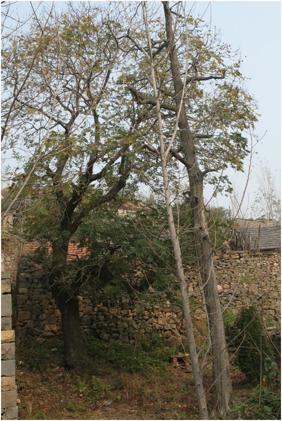 日照二級古樹名木：300年欒樹耐寒耐旱