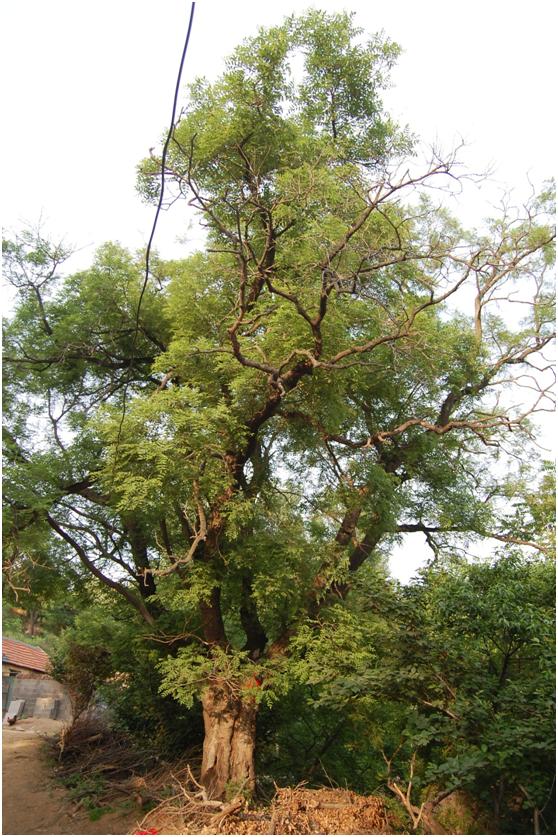 日照三級古樹名木：古樹國槐遍布五蓮