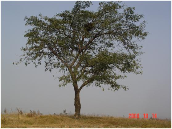 日照三級古樹名木：落葉喬木皂莢樹