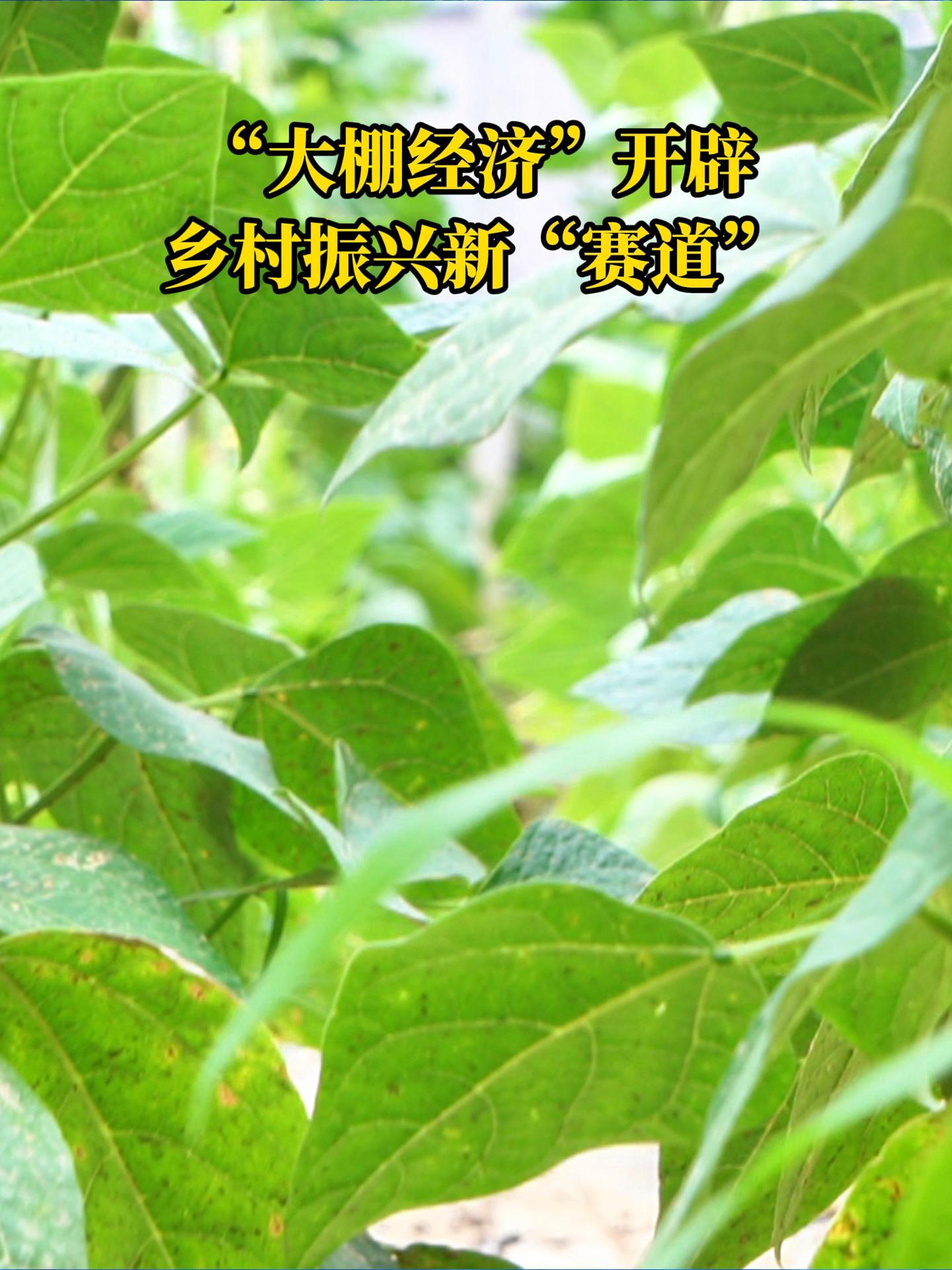 海曲微評丨“大棚經濟”開辟鄉村振興新“賽道”